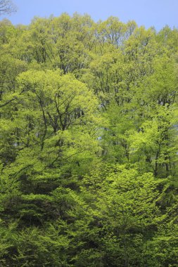 Dağlardaki ormandaki yeşil ağaçların güzel manzarası      
