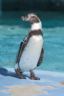 the penguin walking at a zoo.
