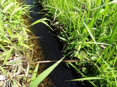 Yazın yeşil tarlalarda akan su.