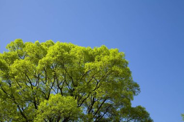 Yeşil ormandaki büyük ağaç doğa arka planında