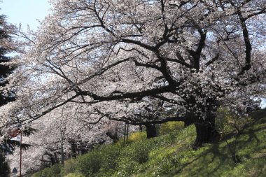 Bahar parkında çiçek açan güzel ağaçlar     