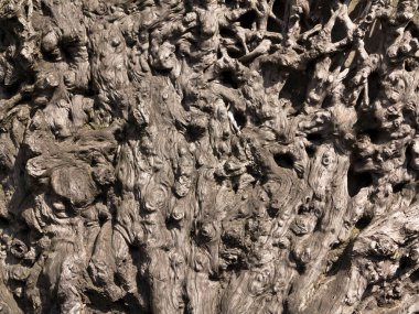 Karmaşık desenler ve doğal ayrıntılar gösteren desenli yüzey