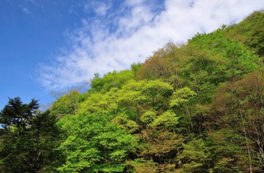 Bahar ormanında yeşil ağaçlar ve dağlar.