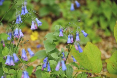 Güzel botanik fotoğrafı, doğal duvar kağıdı.