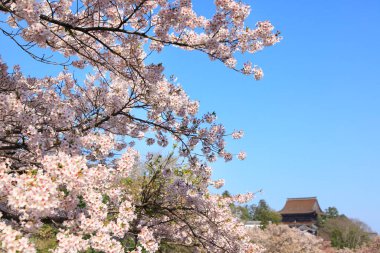 Japonya 'daki yeşil park tepelerinde çiçek açan sakura ağaçlarının manzaralı görüntüleri.