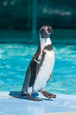 Hayvanat bahçesindeki penguen