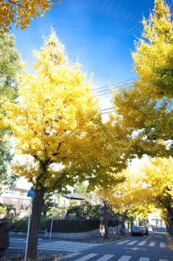 Renkli ağaçlar ve sonbahar yaprakları. sonbahar sezonu