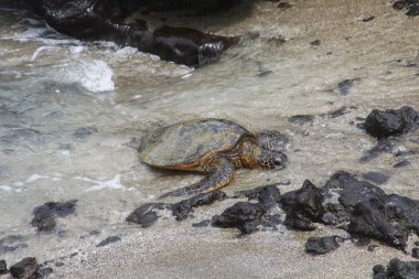 Plajdaki Galapagos deniz kaplumbağasının portresi.