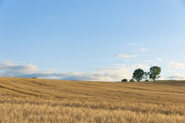 Yazın arka planda güzel bir gökyüzü olan buğday tarlası