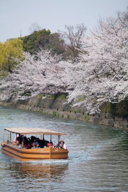 Japonya, Tokyo 'da, nehrin yukarısında kiraz çiçekleri 