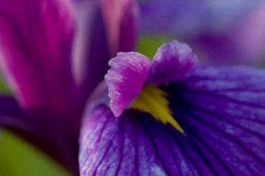 Arka planda su damlacıkları olan güzel mor iris çiçeğini kapatın. bahar çiçekleri.