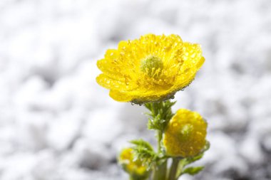 Su damlacıkları ile sarı çiçekler, yakın çekim