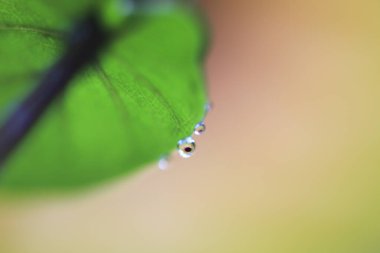 Su yeşil bitkiye damlıyor, yakın plan 
