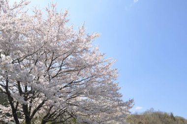 Bahar çiçeğinin güzel manzarası