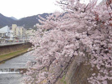Japonya 'da kiraz çiçekleri, sakura ağaçları çiçek açıyor. 
