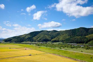 Çeltik pirinç tarlalarının hava manzarası