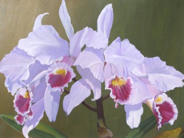 Güzellik çiçekleri, el çizimi çizimleri. 