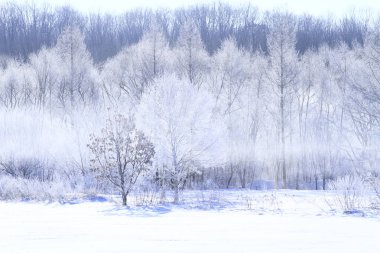 Arkaplan için güzel karlı manzaranın manzaralı görüntüsü