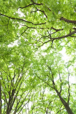 Ormandaki yeşil ağaçlar doğa arka planında