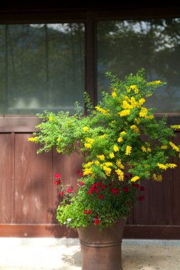 Güzel sarı ve kırmızı çiçekler arka bahçede yetişiyor.