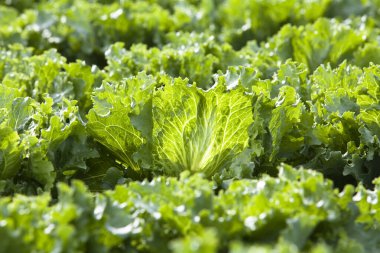 Gündüz salatalı yaz tarlası 