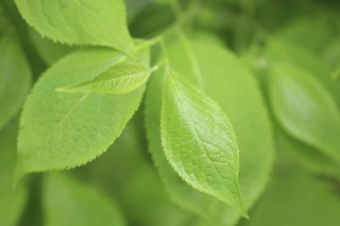 Park ağaç üzerindeki yeşil yaprakları