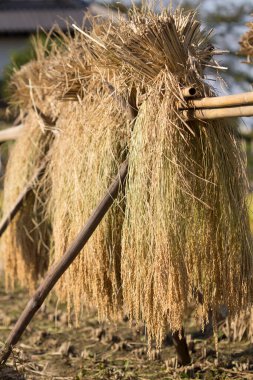 Tarlada saman, hasat.       