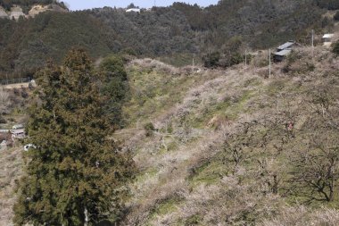 Fuji Dağı manzaralı Japon bahçesi. Japonca.