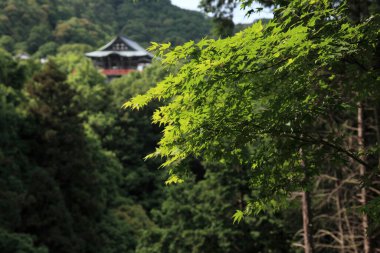 green trees in the park with japanese house on the background 