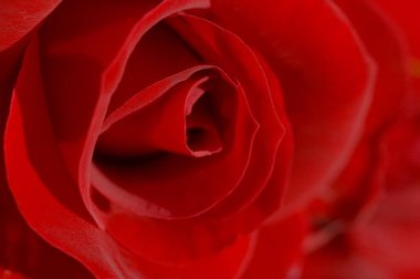 kırmızı gül çiçek makro