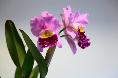 Güzel orkide çiçekleri, yakın görüş.