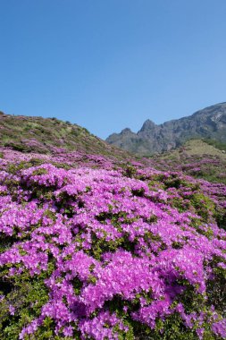 İnanılmaz çiçekler, yakın görüş.
