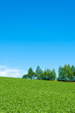 parlak yeşil tarım tarlası 