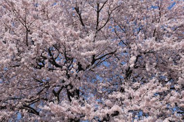 Gündüz kiraz çiçeği, arka plan görünümü 