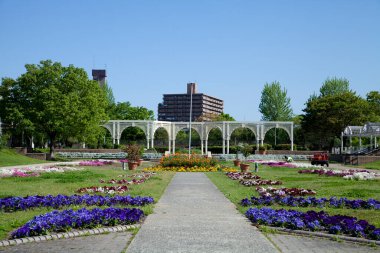 Bahçede açan renkli çiçekler.
