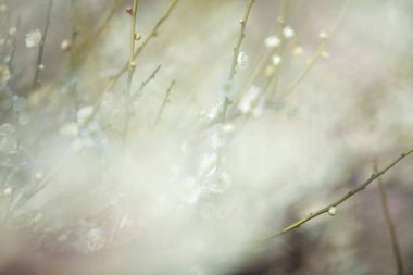 Güzel bahar çiçeklerine yakın.