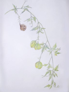 Yeşil fener şeklinde meyveler taşıyan narin sarmaşıklar zarifçe sarkıyor.