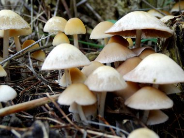 Ormandaki mantarları kapatın. 