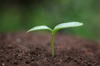 Topraktan çıkan küçük bir bitki.