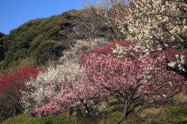 Parkta beyaz ve pembe çiçekli güzel ağaçlar          