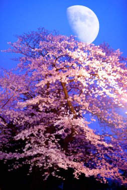 Japonya 'da kiraz çiçeği