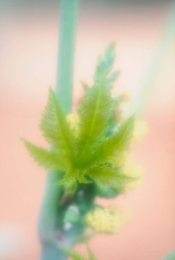 Güzel botanik fotoğrafı, doğal duvar kağıdı.