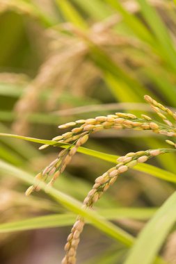 asılan buğday arka plan görünümünü kapat 