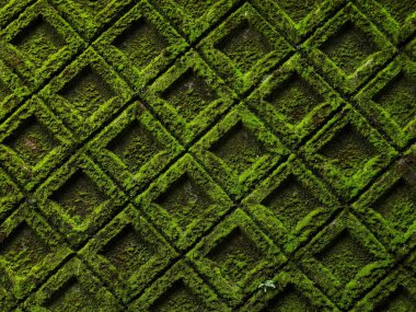 Eski taş duvardaki yeşil yosun desenli arka plan. 