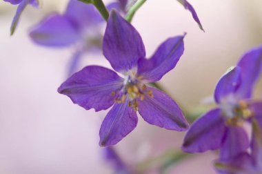 Kapalı - bahçede mor çiçekler