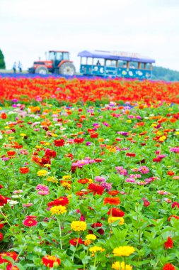 Uçsuz bucaksız tarla, çiçek açan renkli bahçe çiçekleri. Doğa duvar kağıdı arkaplanı.