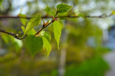 Ağaç dallarında güzel yeşil yapraklar, doğal duvar kağıtları.