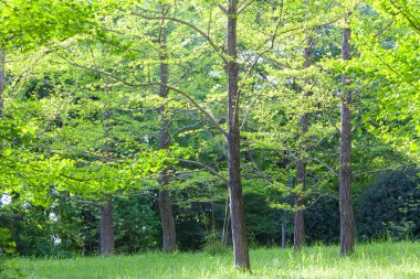 yeşil orman ve yeşil çimen