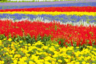 Bahçedeki renkli çiçekler, doğa