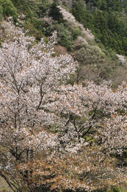 Japonya 'da kiraz çiçekleri, Tokyo